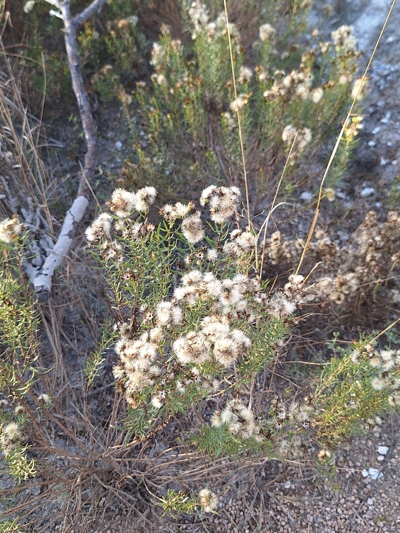 Baccharis coridifolia photo 4