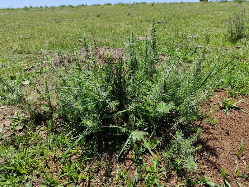 Baccharis coridifolia photo 5