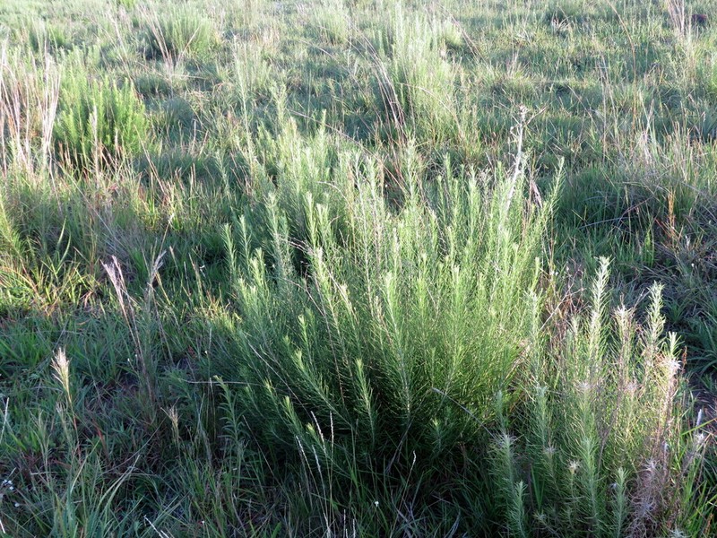 Baccharis coridifolia photo 6