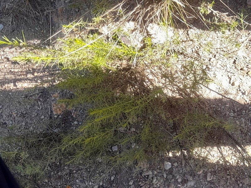 Baccharis coridifolia photo 7