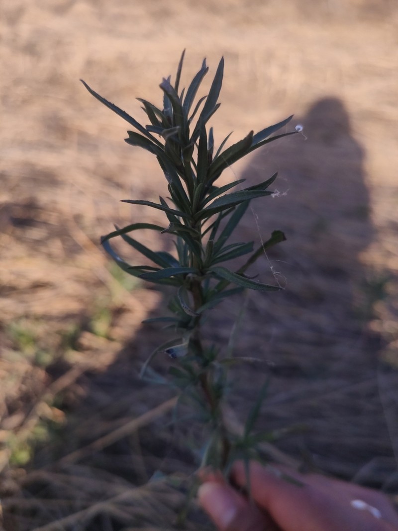 Baccharis coridifolia photo 8