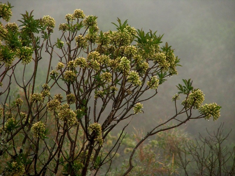 Baccharis coronata