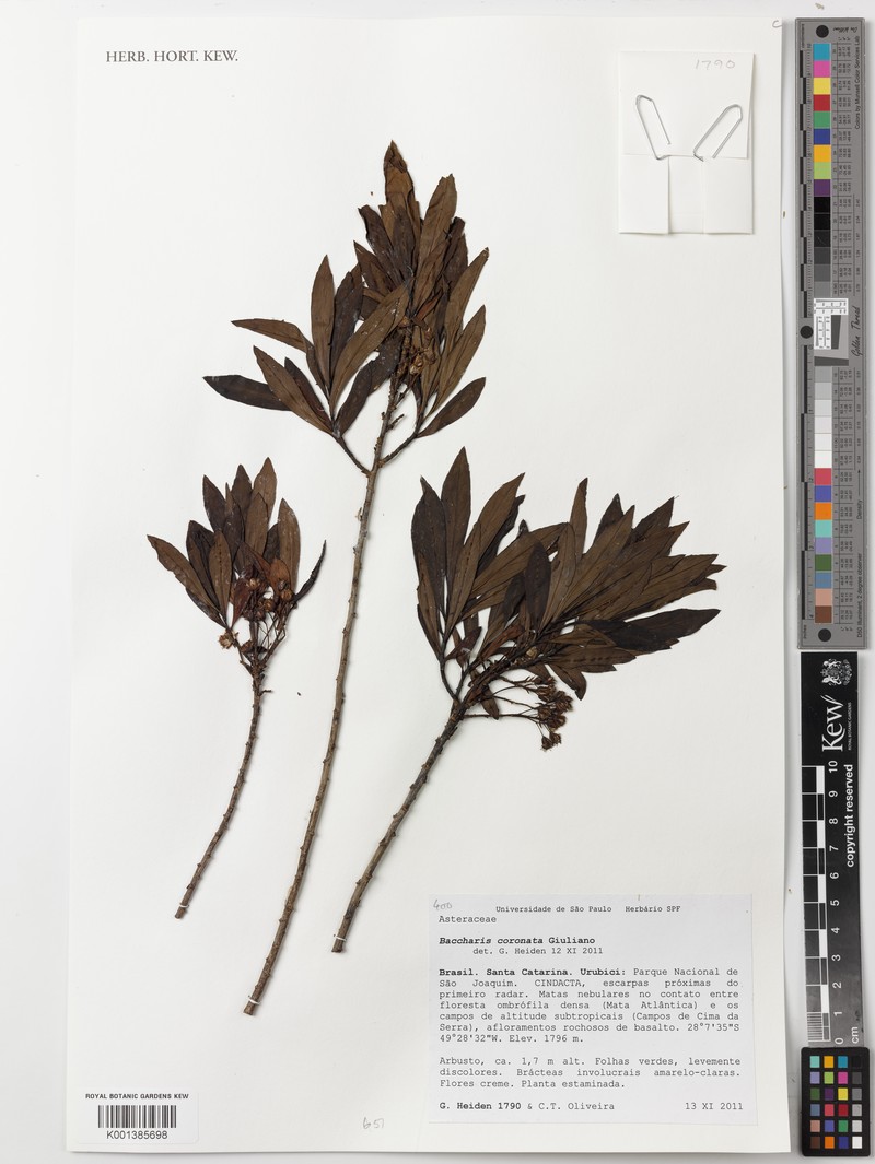 Baccharis coronata photo 3