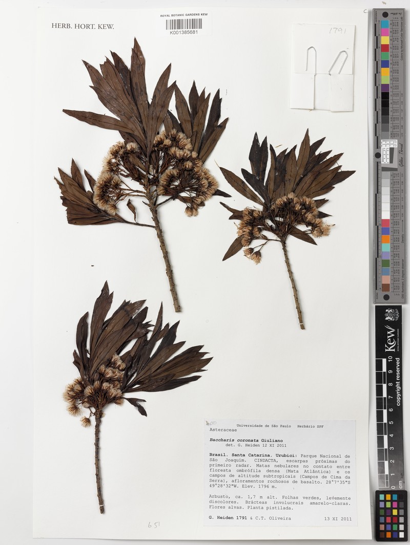 Baccharis coronata photo 4