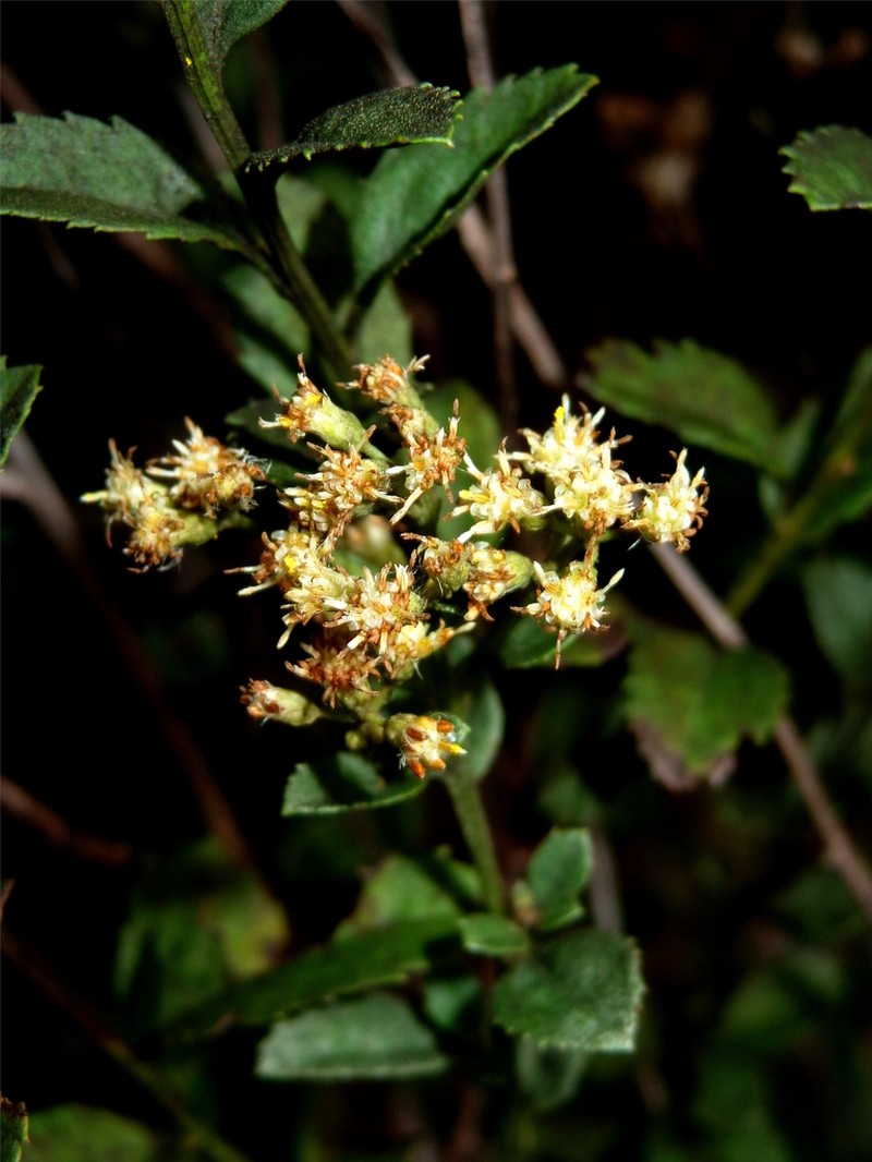 Baccharis crassicuneata