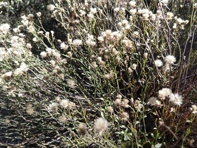 Baccharis crassicuneata photo 2