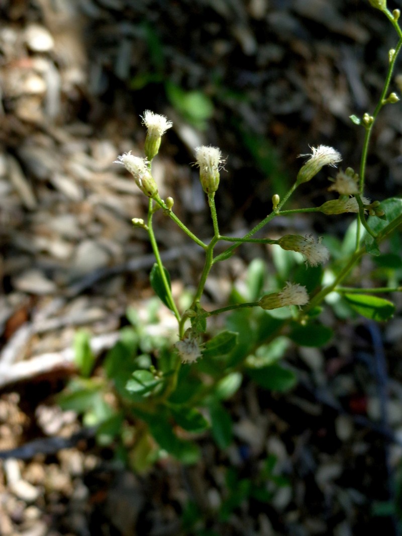Baccharis crassicuneata photo 3