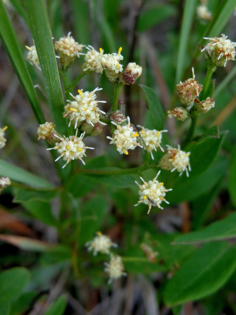 Baccharis crassicuneata photo 4