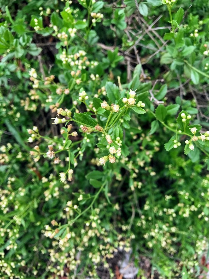 Baccharis crassicuneata photo 5