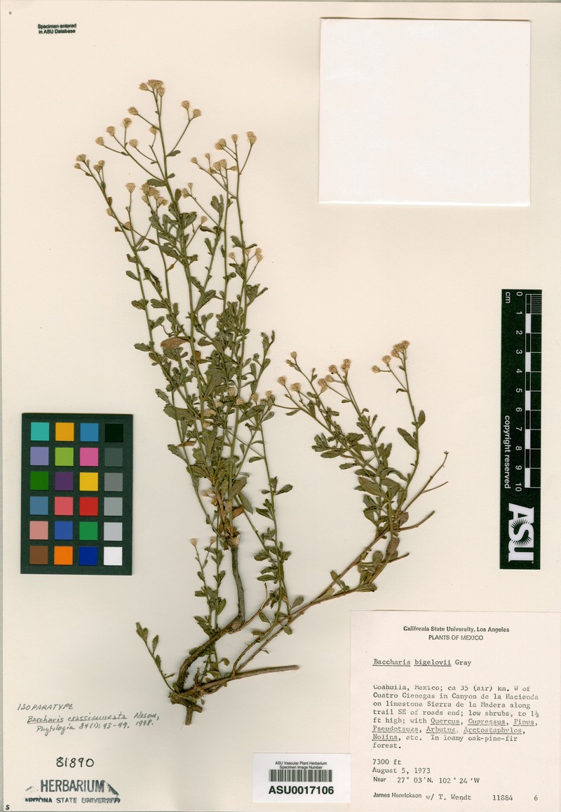 Baccharis crassicuneata photo 6