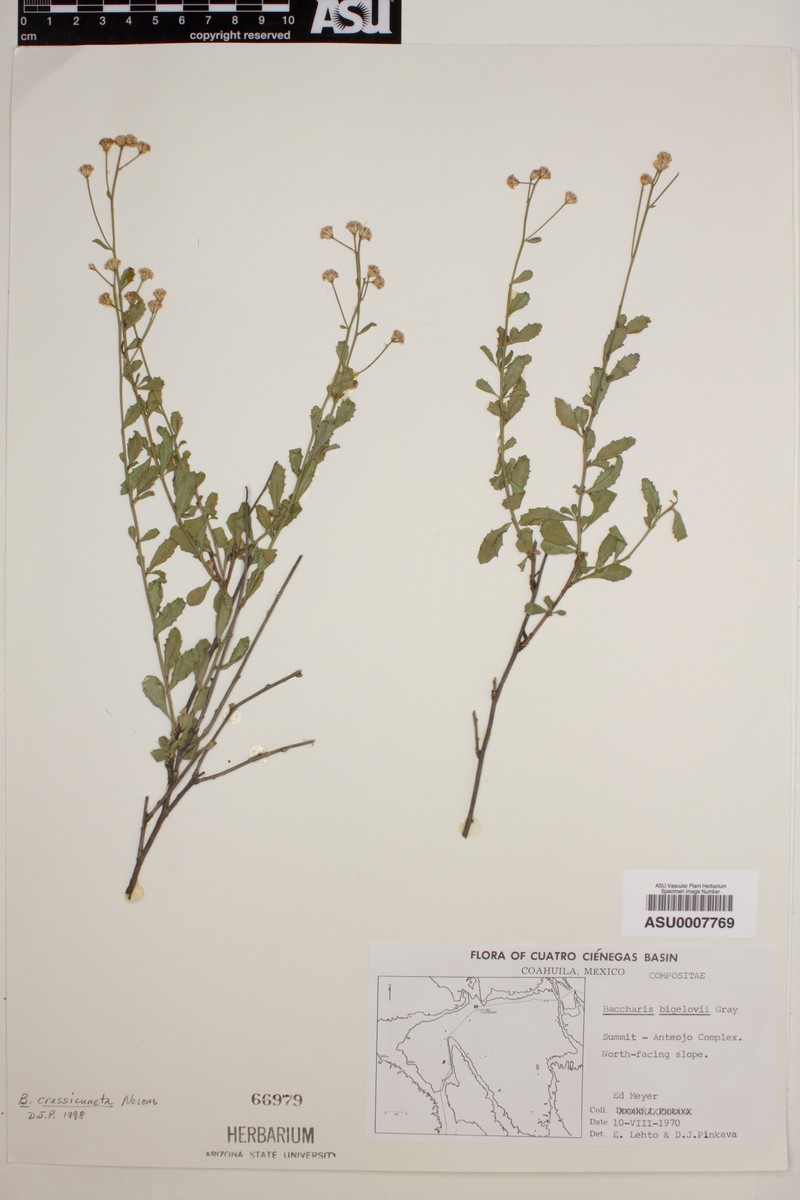 Baccharis crassicuneata photo 7