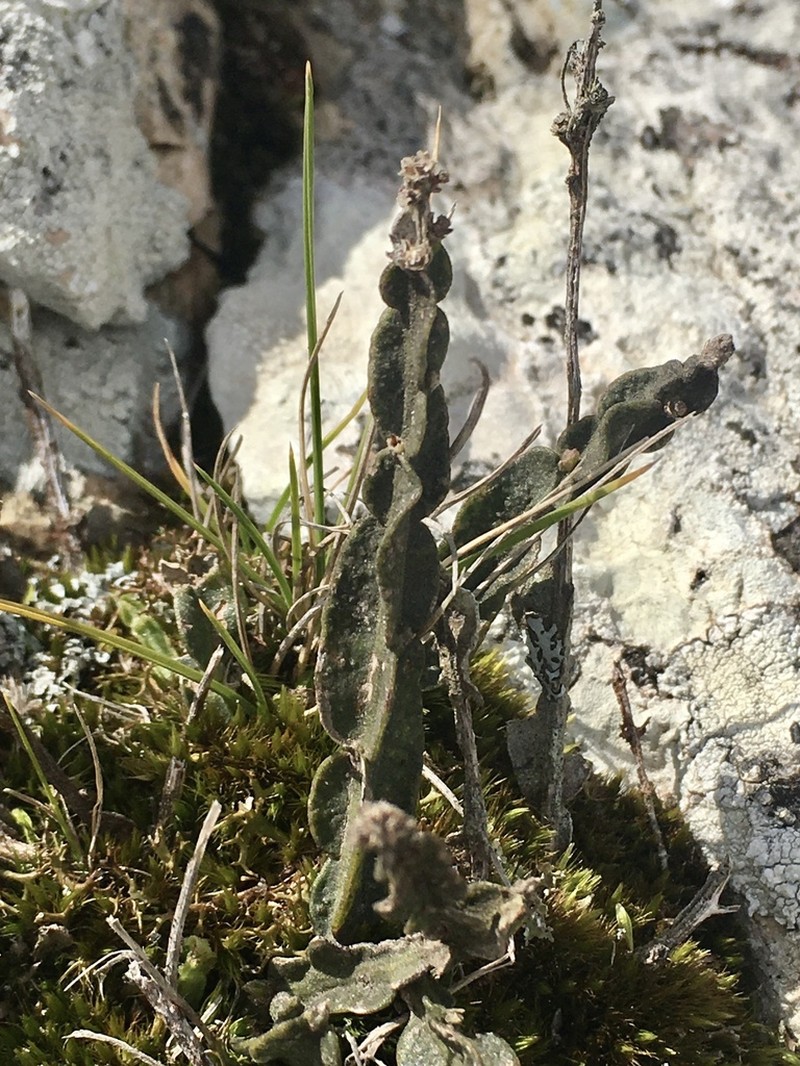 Baccharis crispa