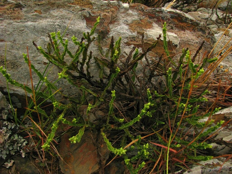 Baccharis crispa photo 2