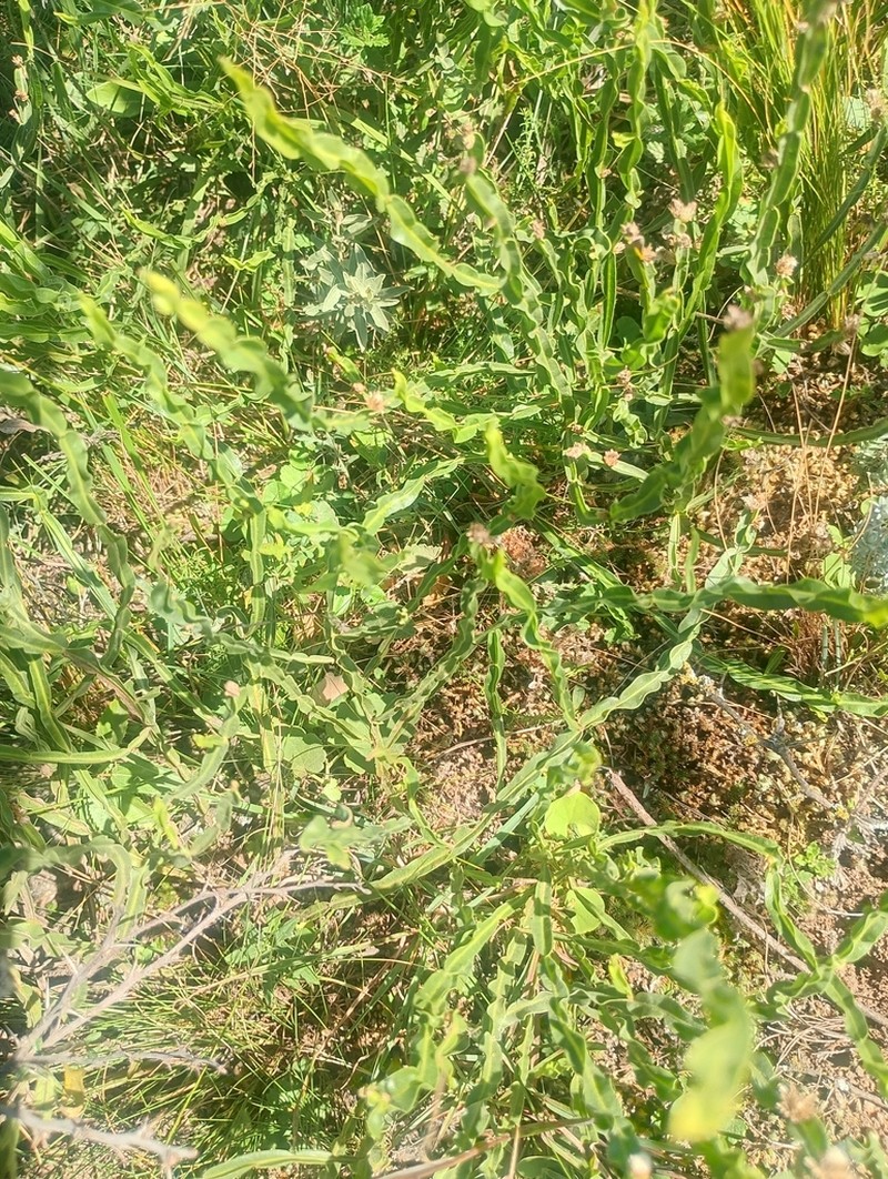 Baccharis crispa photo 3
