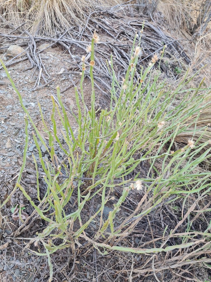 Baccharis crispa photo 4