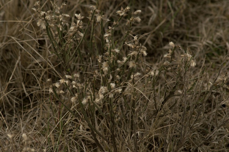 Baccharis crispa photo 5