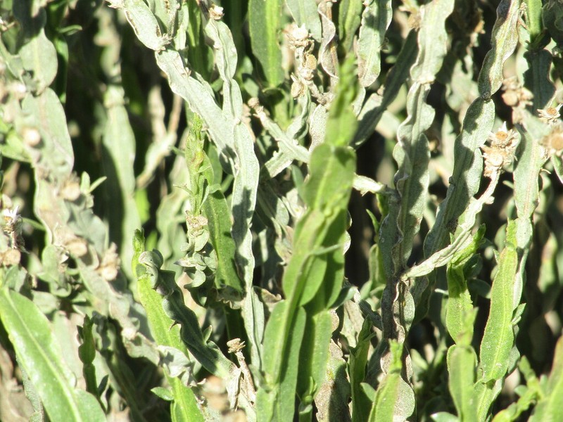 Baccharis crispa photo 6