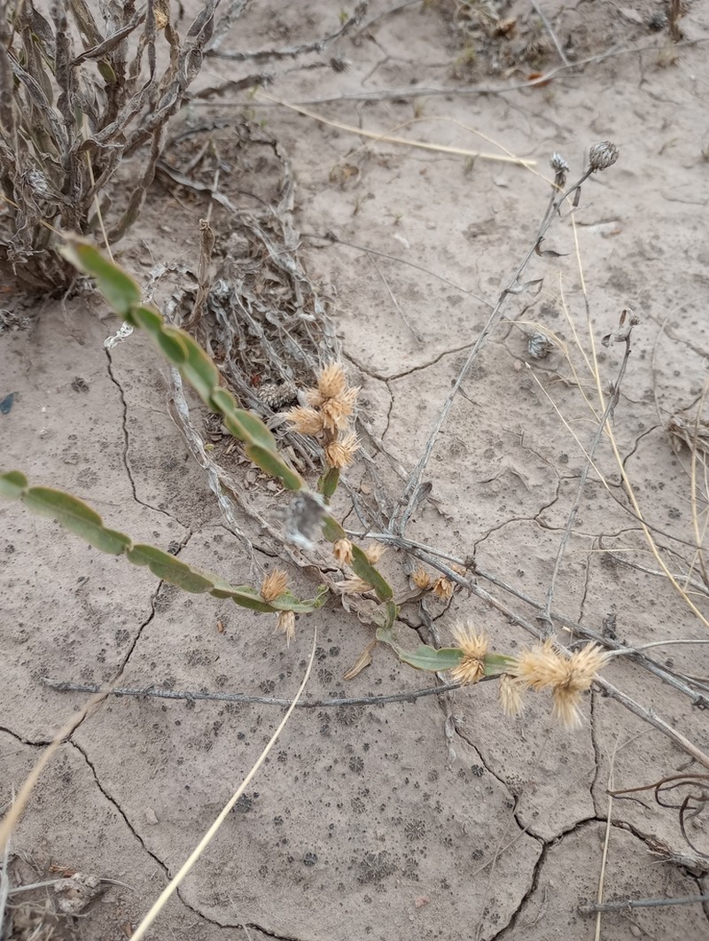 Baccharis crispa photo 7