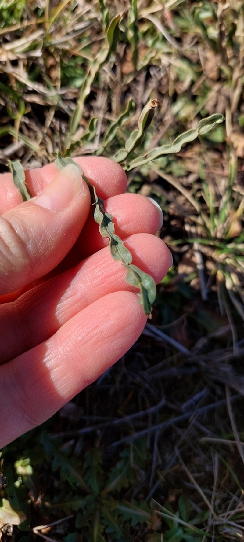 Baccharis crispa photo 8