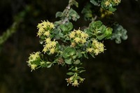 Baccharis cultrata
