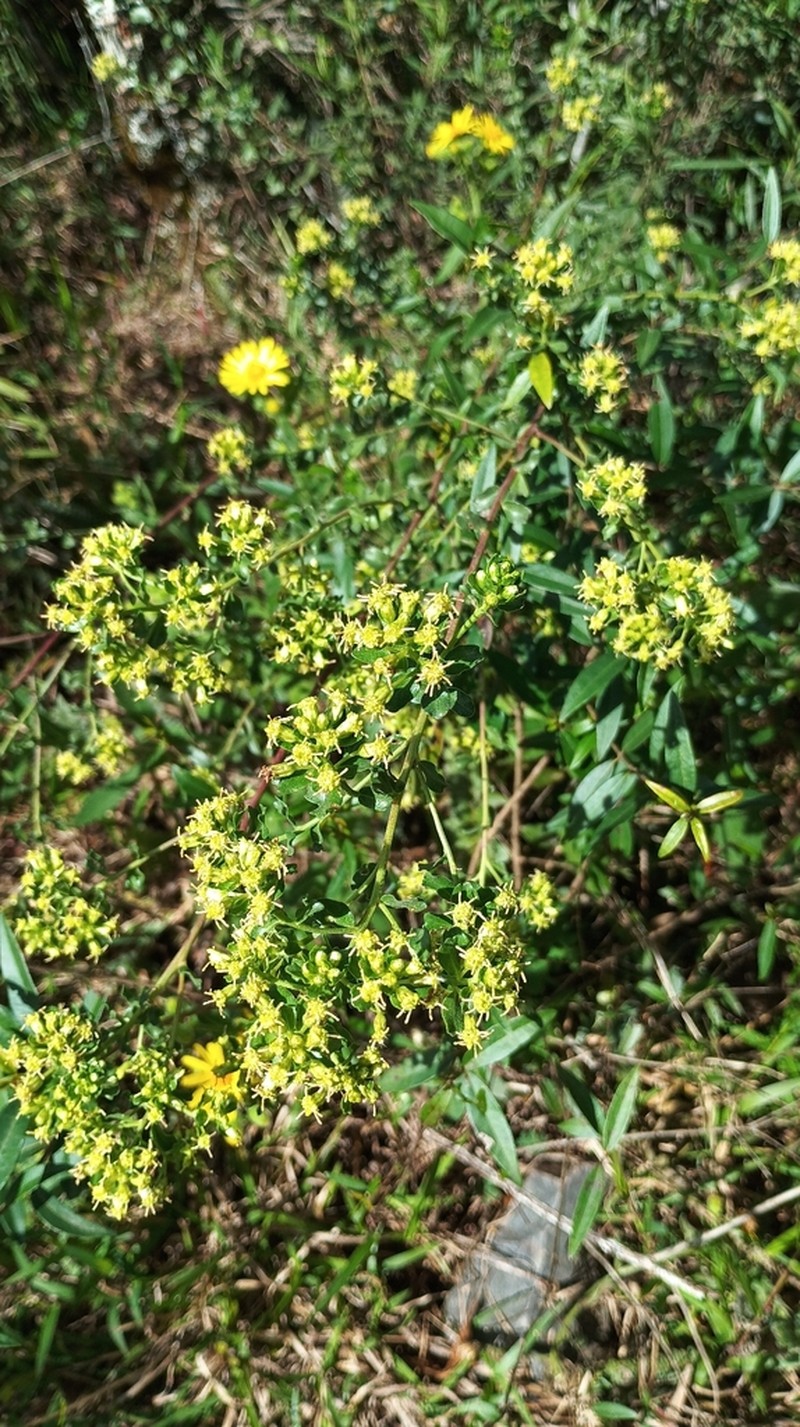 Baccharis cultrata photo 2
