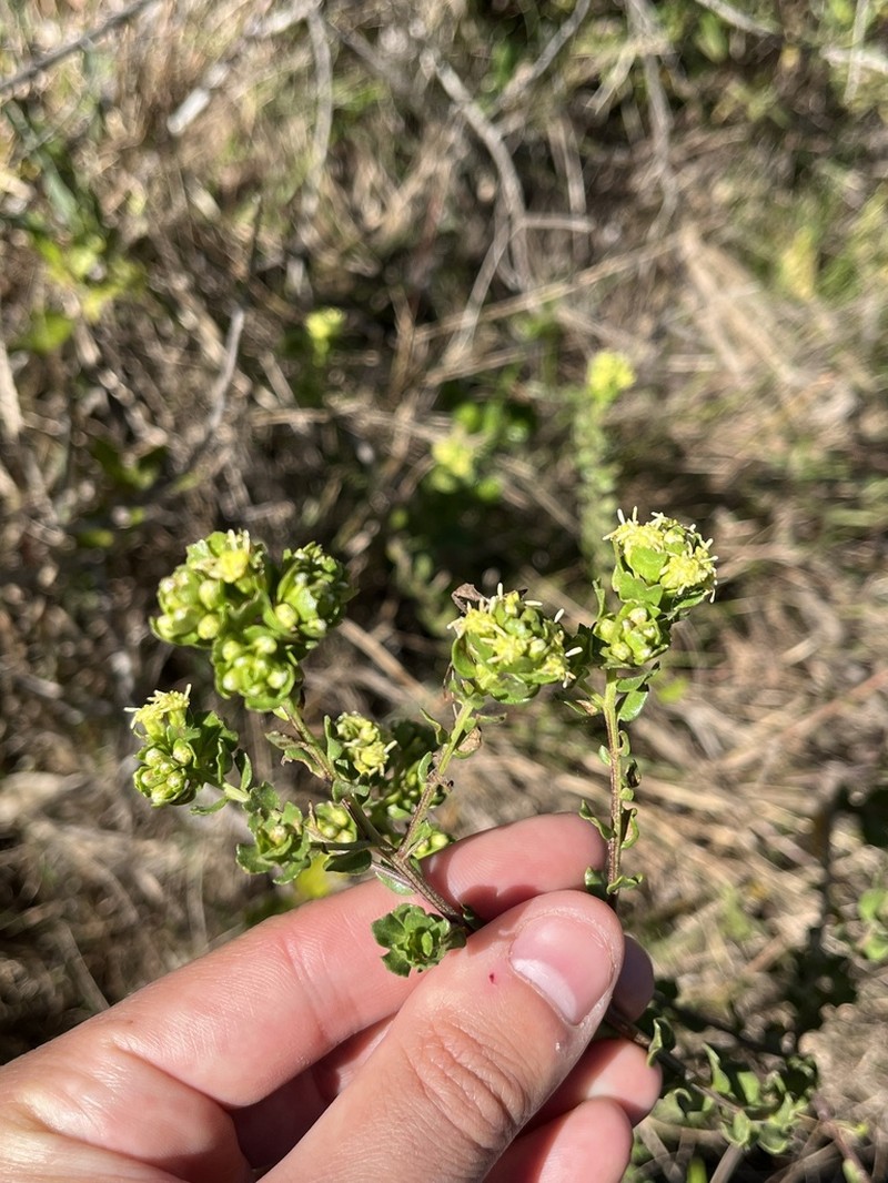 Baccharis cultrata photo 3