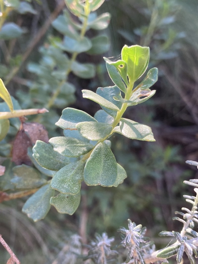 Baccharis cultrata photo 4