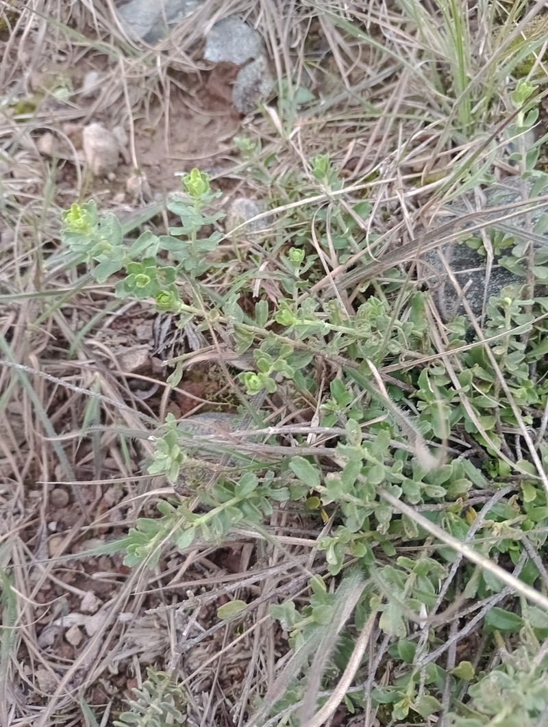 Baccharis cultrata photo 5