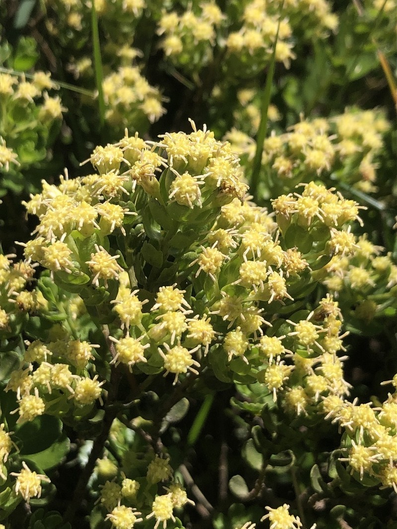 Baccharis cultrata photo 6