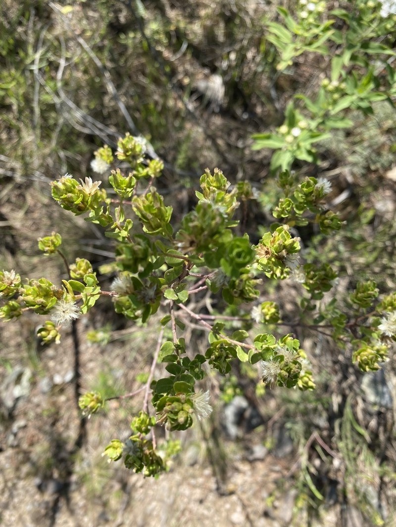 Baccharis cultrata photo 7