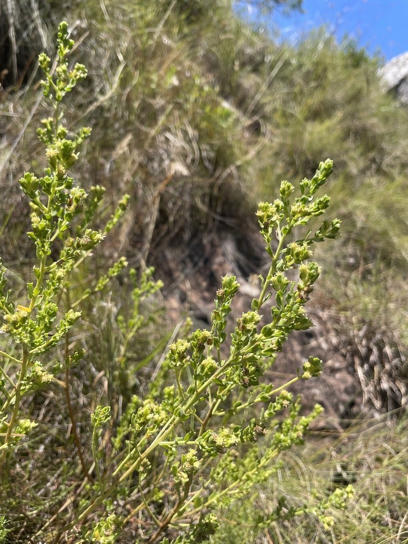 Baccharis cultrata photo 8
