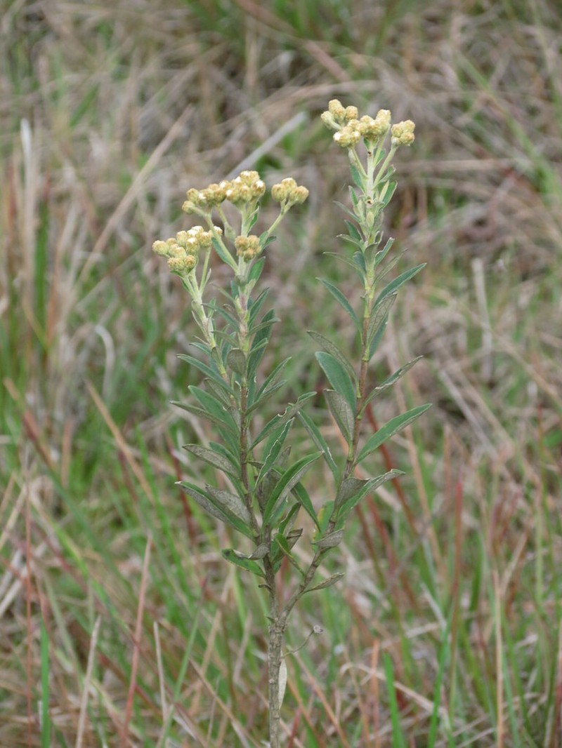 Baccharis curitybensis photo 2