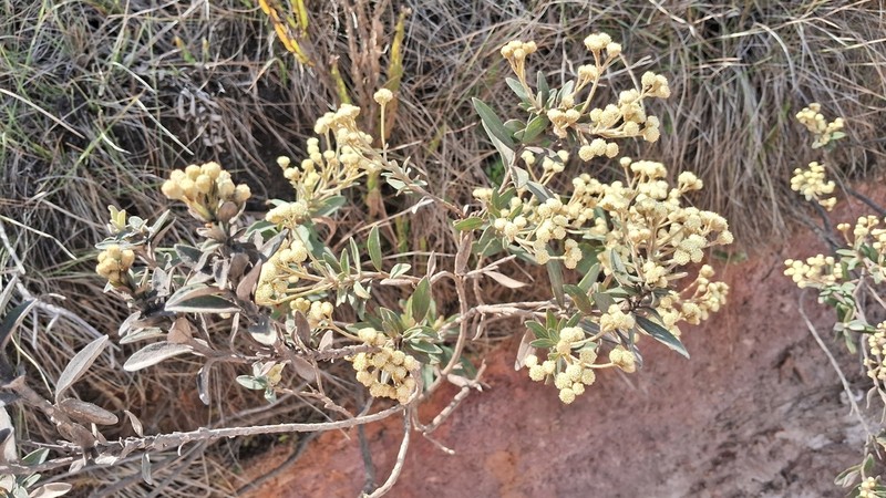 Baccharis curitybensis photo 3