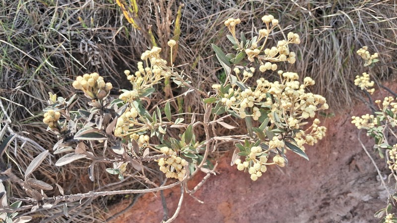 Baccharis curitybensis photo 5