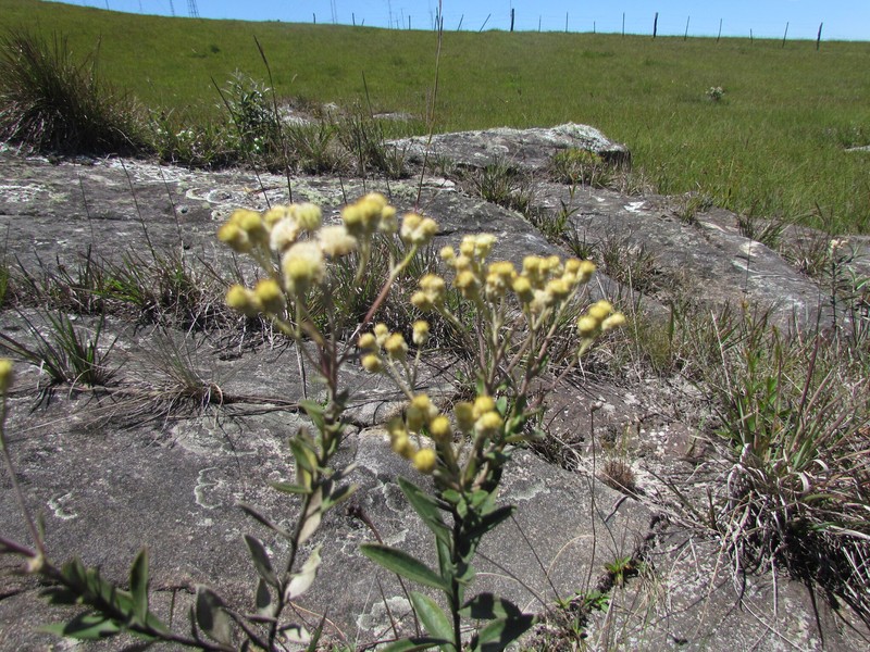 Baccharis curitybensis photo 6
