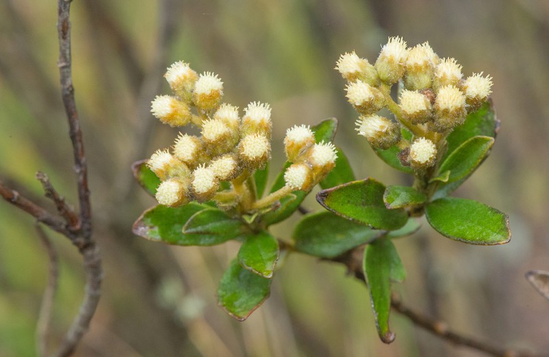Baccharis curitybensis photo 7