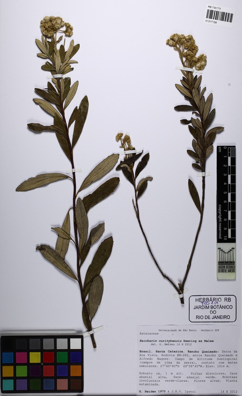 Baccharis curitybensis photo 8