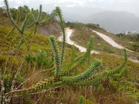 Baccharis cutervensis