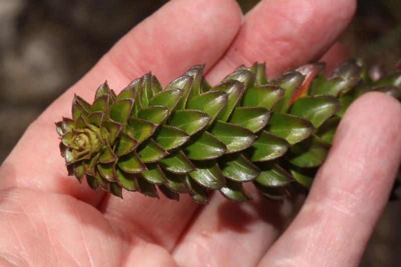 Baccharis cutervensis photo 2