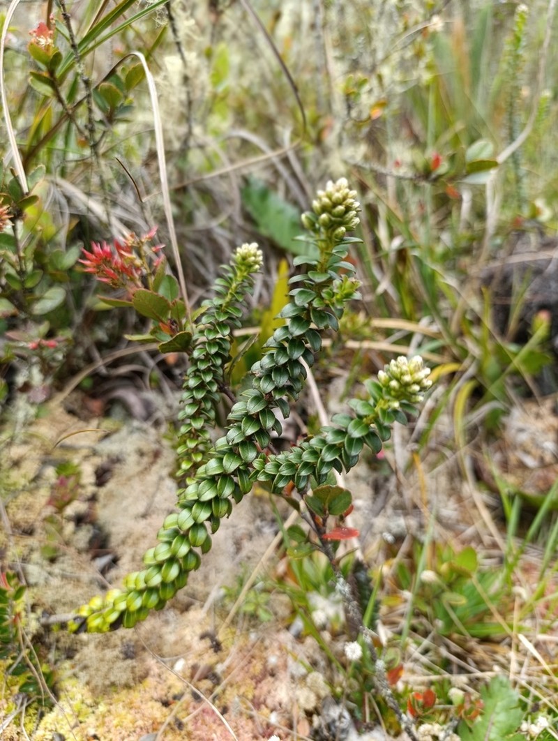 Baccharis cutervensis photo 3