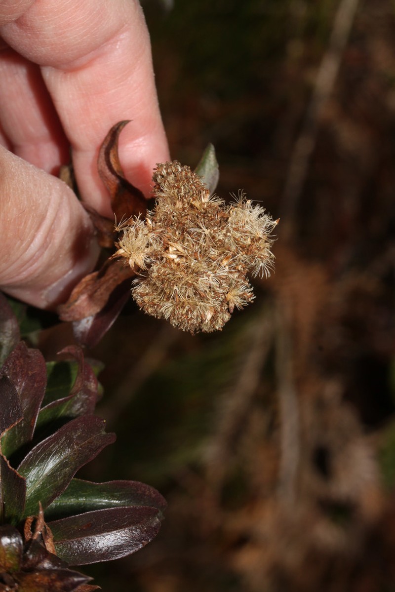 Baccharis cutervensis photo 4