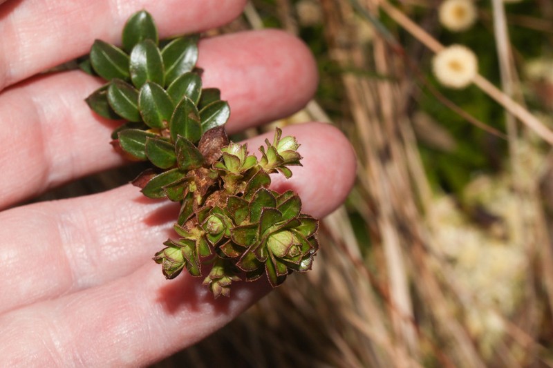 Baccharis cutervensis photo 5