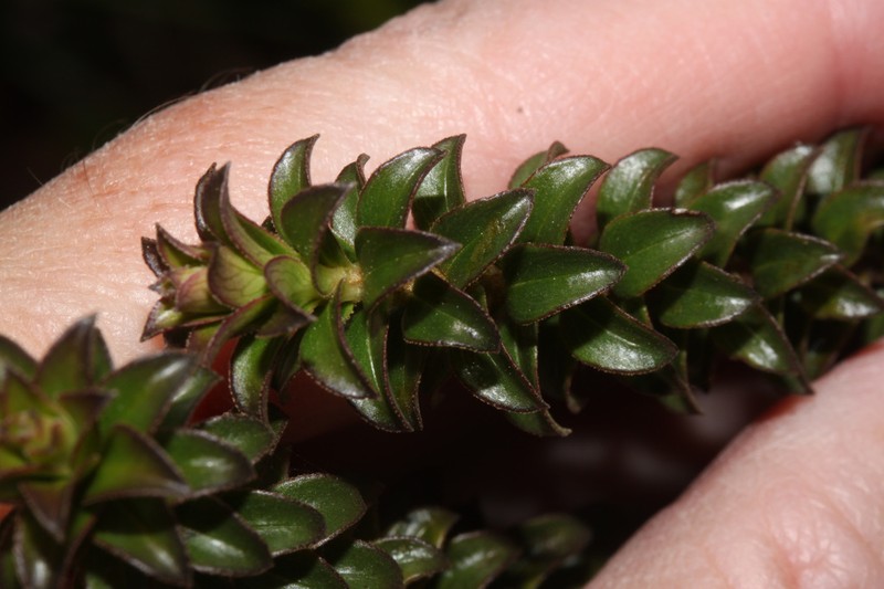 Baccharis cutervensis photo 6