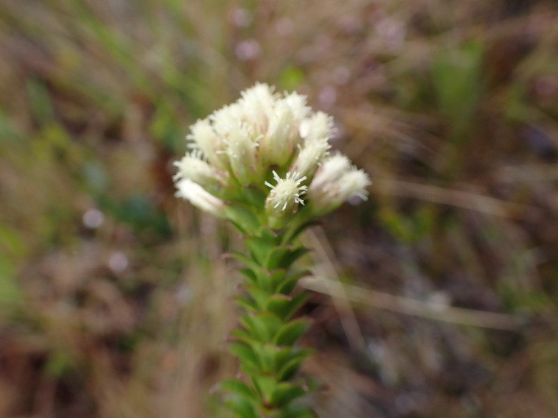 Baccharis cutervensis photo 7