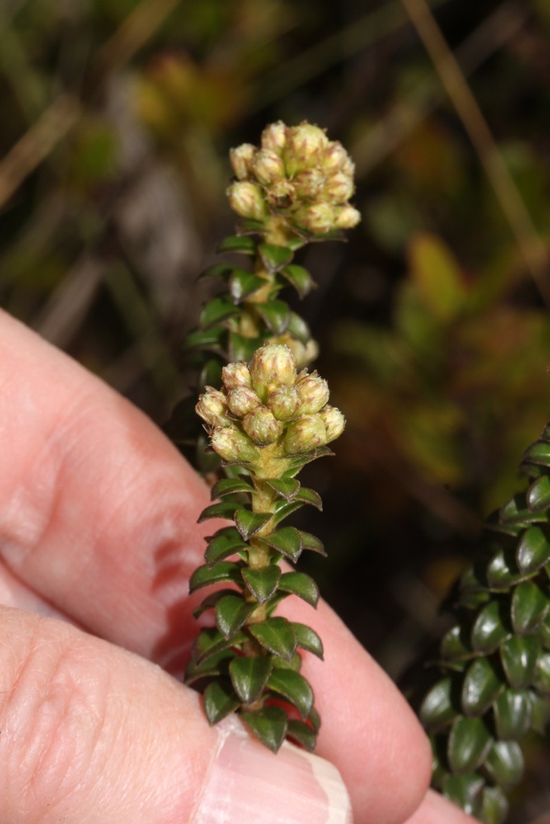 Baccharis cutervensis photo 8