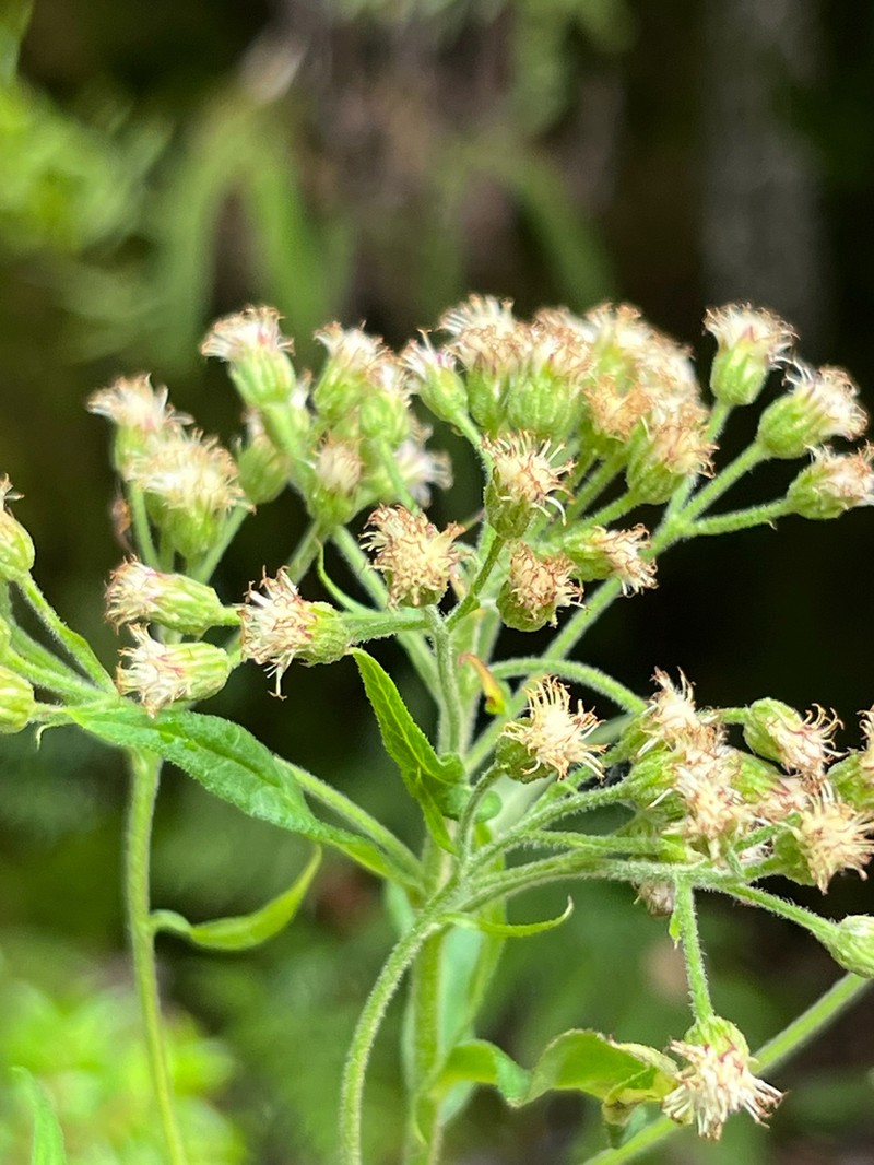 Baccharis cymosa