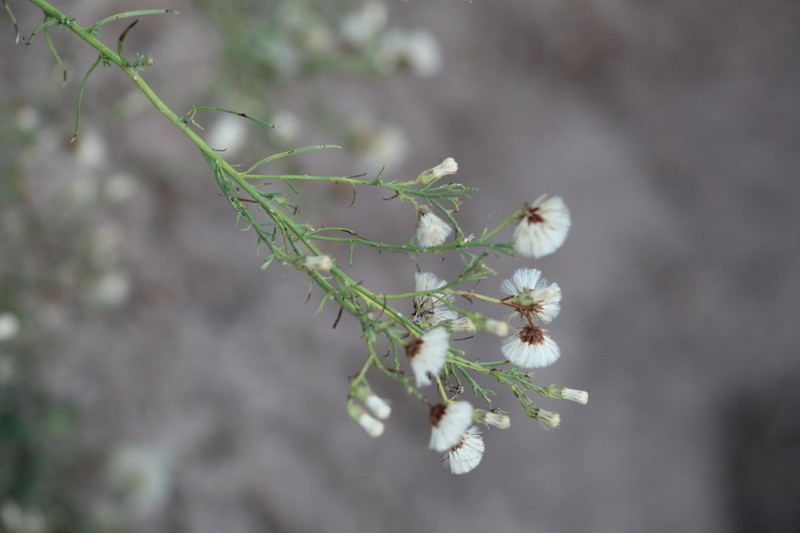 Baccharis darwinii photo 2