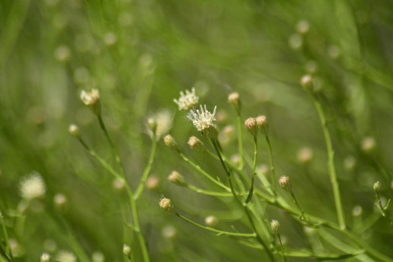 Baccharis darwinii photo 3