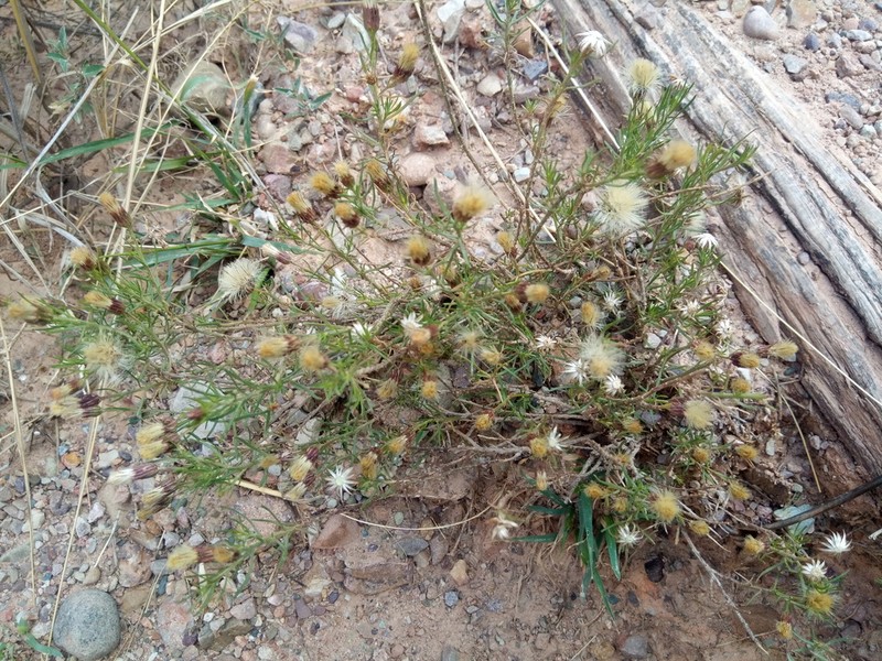 Baccharis darwinii photo 4