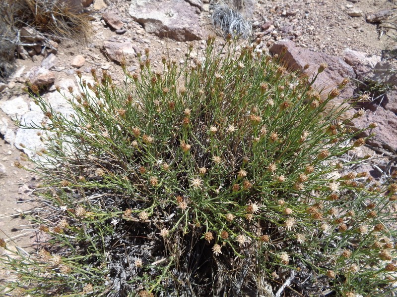 Baccharis darwinii photo 5